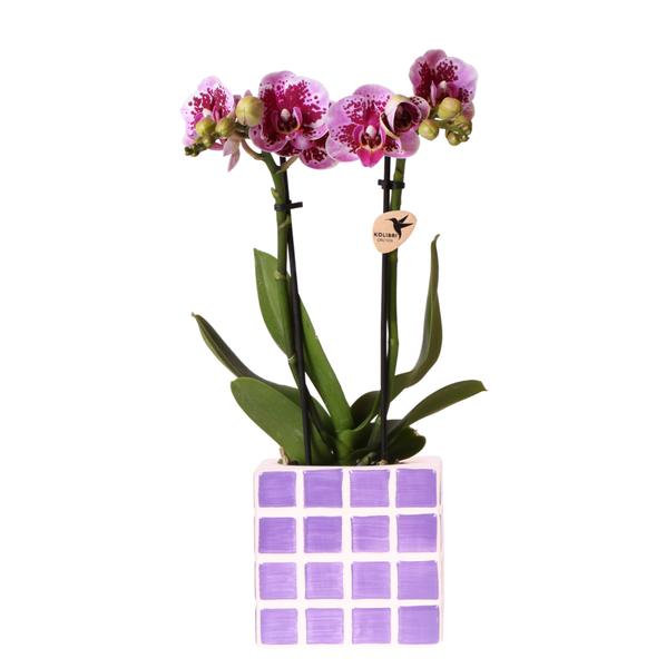 Paarse phalaenopsis orchidee El Salvador met sierpot lila