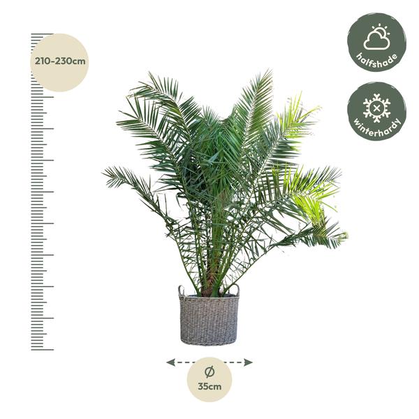 Phoenix Canariensis – 300 cm – ø40