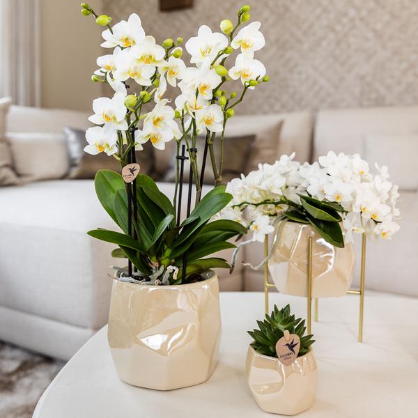 Combi deal pearl travertine potten