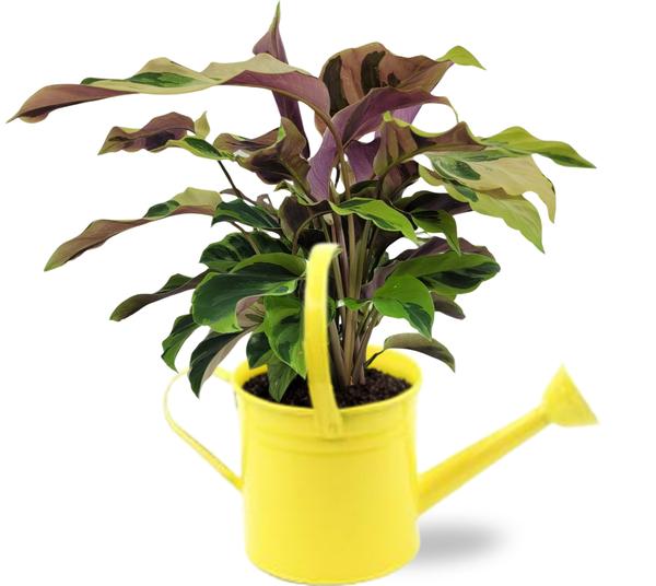 Calathea Yellow Fusion - Ø14cm - ↕40cm + Gieter D14,5x14,5cm - Geel