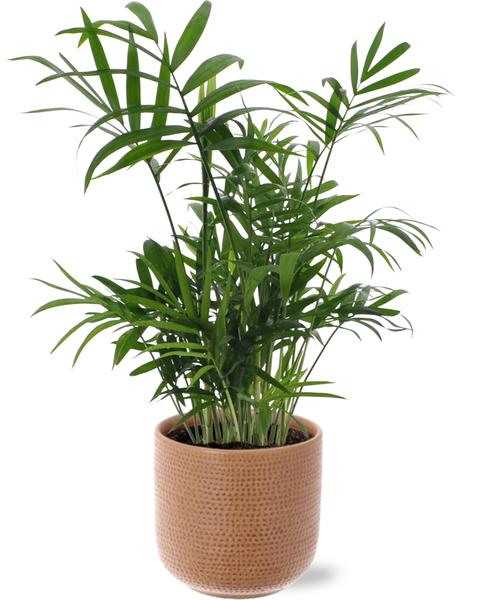 Chamaedorea Elegans - Ø12cm - ↕40cm + Aresso Pot D13x12,5cm - Bruin