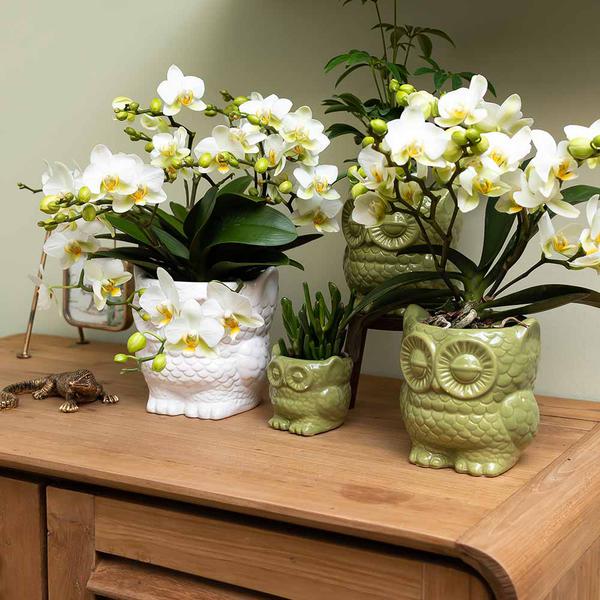 Owl bloempot witte keramieken sierpot