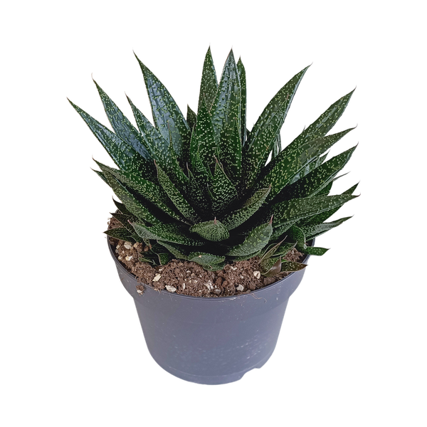 Gasteria &