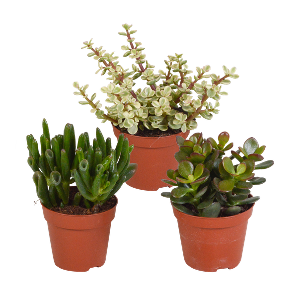 Crassula mix 8.5 cm - zonder pot - 3x