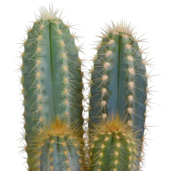 Cactus mix 10.5 cm - 3x - in terracotta pot