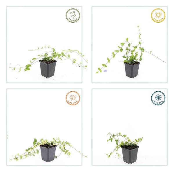 Vinca minor &
