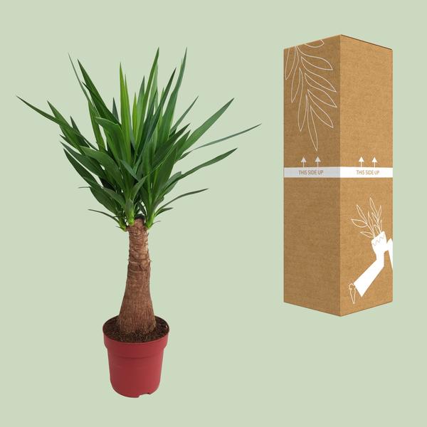 Yucca "Maya Tree" 40stem P21 - Ø21cm - ↕100cm