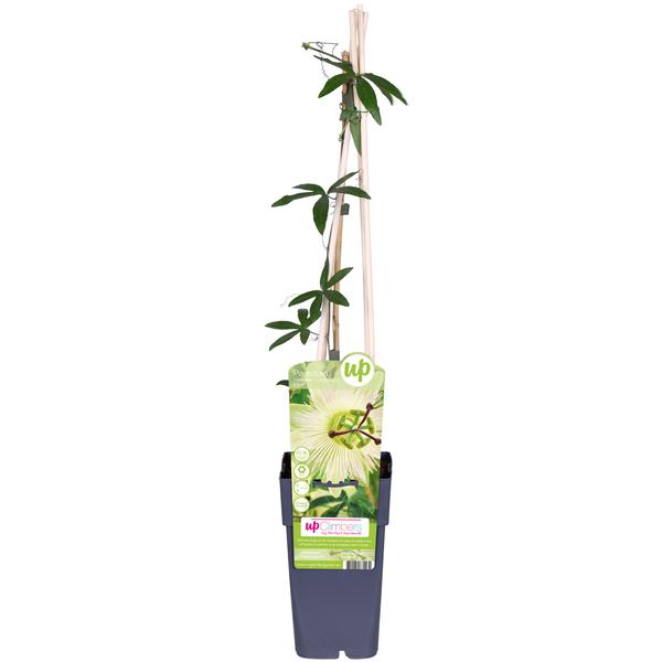 Passiflora wit caerulea &