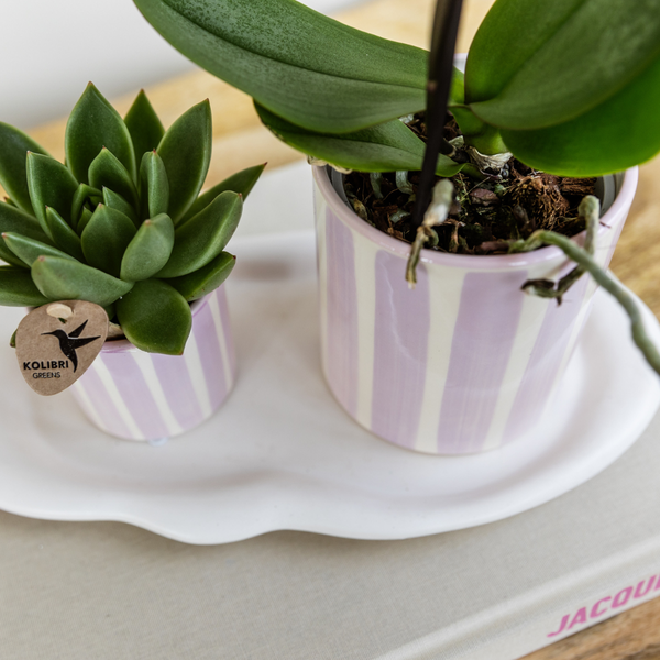 Kolibri Orchids | Gift set Mediterranean Sunset small | Groene plant met roze Phalaenopsis orchidee Andorra in Painted Stripe sierpotten op wit organisch dienblad