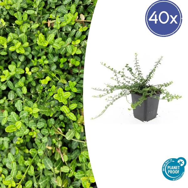Euonymus fort. &