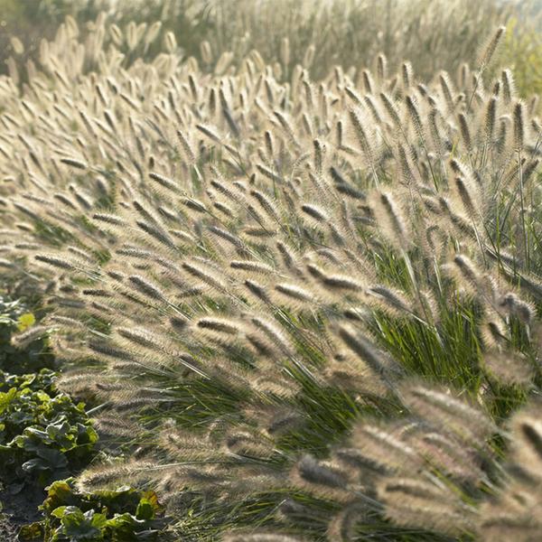 Pennisetum alopecuroides &