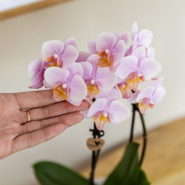 Kolibri Orchids | Gift set Mediterranean Sunset small | Groene plant met roze Phalaenopsis orchidee Andorra in Painted Stripe sierpotten op wit organisch dienblad