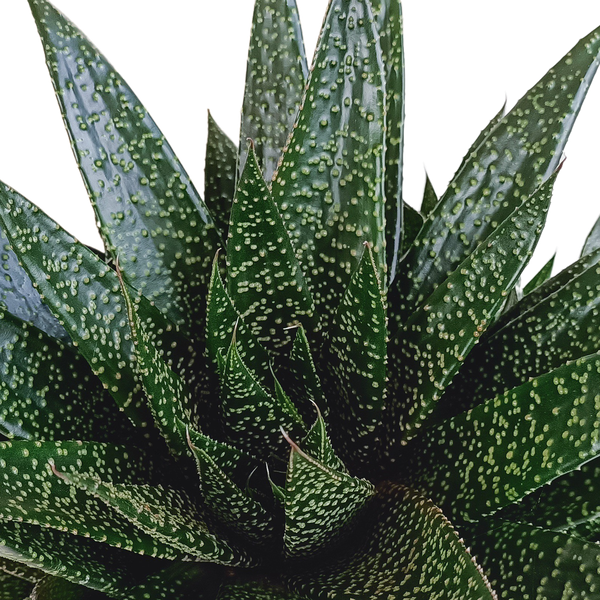 Gasteria &