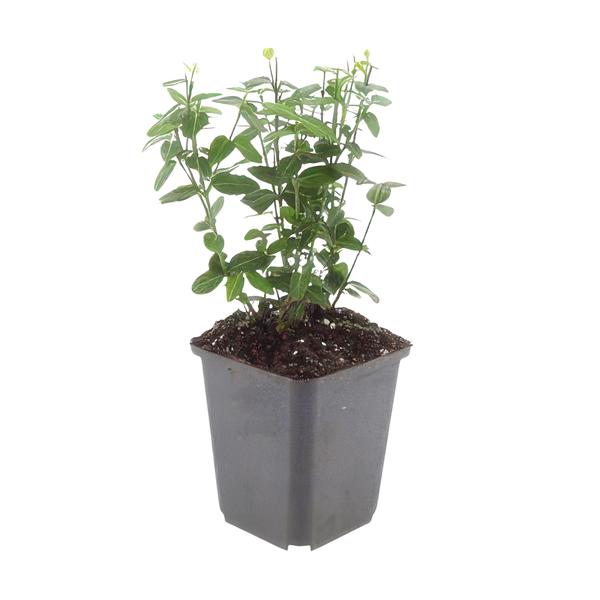 Euonymus fortunei radicans - ↕10-25cm - Ø9cm - 6x