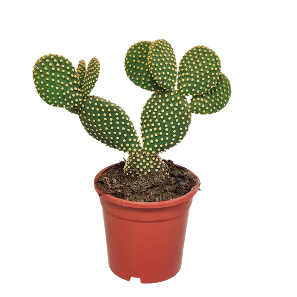 Opuntia microdasys - 17cm - zonder pot