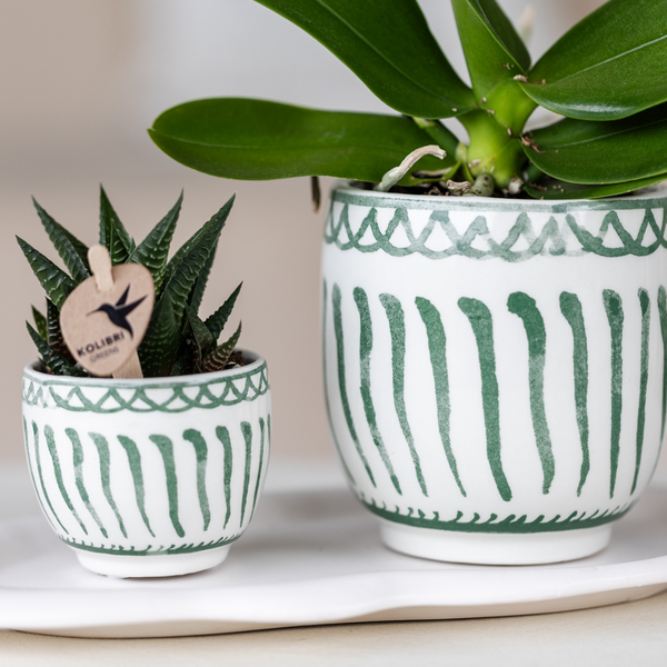 Granada green 6 cm