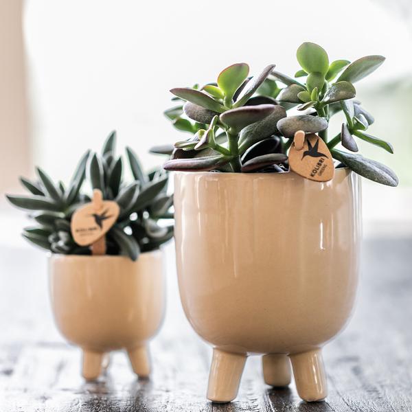 Gummy pot travertine 6 cm