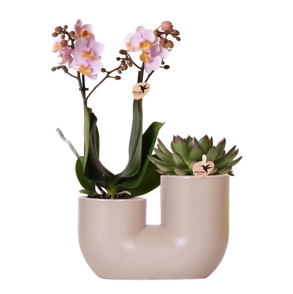 Kolibri Orchids set van roze orchidee Andorra en Succulent in Tube sierpot Sand