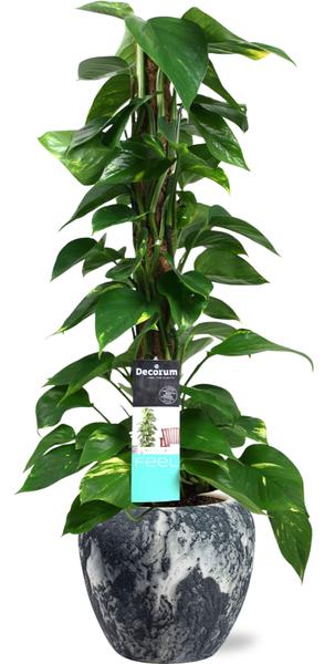 Epipremnum Mosstok - Ø19cm - ↕80cm + Doug Pot D20x18cm - Zwart Wit