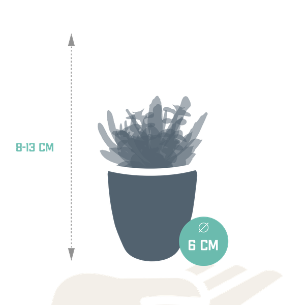 Vetplanten mix 5.5 cm - 5x - in witte pot