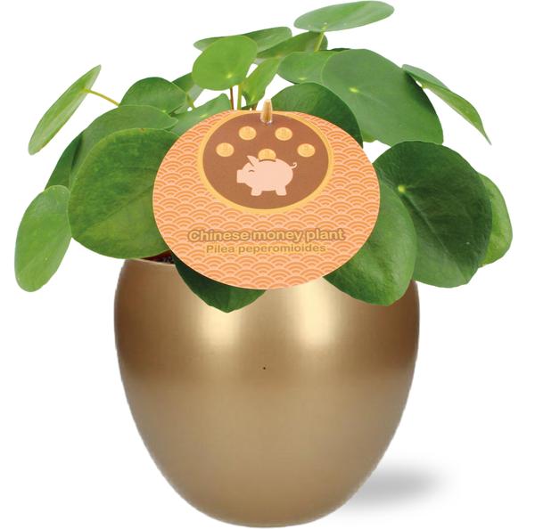 Pilea Peperomioides - Ø12cm - ↕20cm + Bowl Pot D13/14.5x13cm - Goud