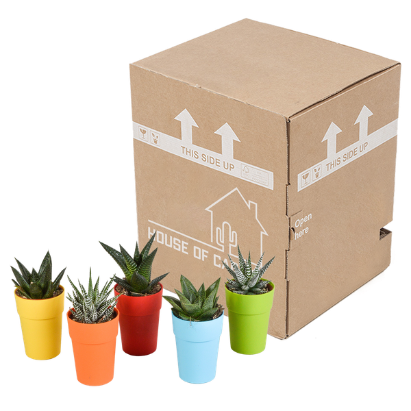 Gasteria/Haworthia mix 5,5cm - 5x - in gekleurde plasticpot