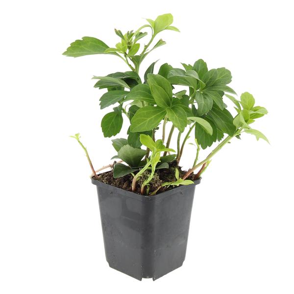 Pachysandra term. &