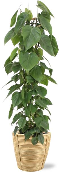 Philodendron Scandens - Ø24cm - ↕120cm + Bibek Pot D26x26cm - Naturel