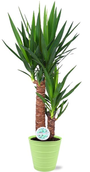 Yucca Elephantipes - Ø17cm - ↕85cm + Bodhi Pot D18x17cm - Groen