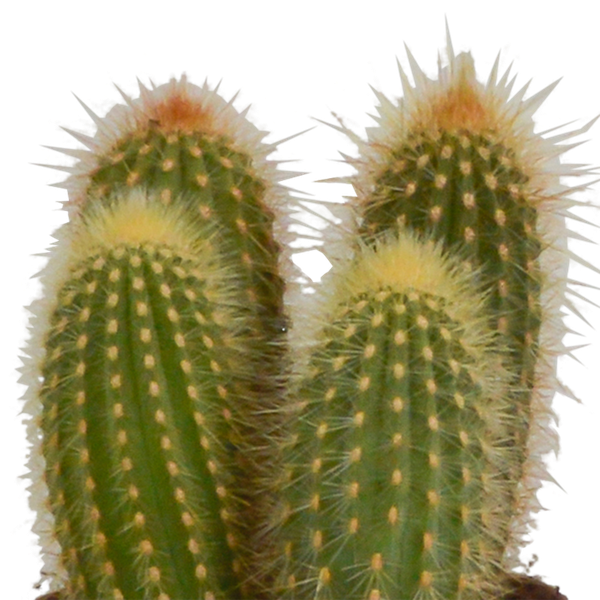 Cereus mix 10,5cm - 3x - in Mexicaanse pot
