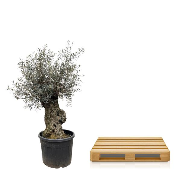 Olea Europaea Bonsai – 250 cm – Ø65