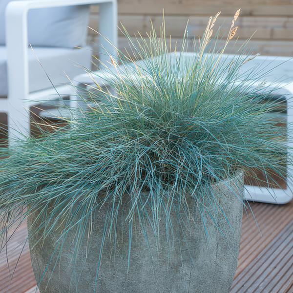 Festuca glauca &