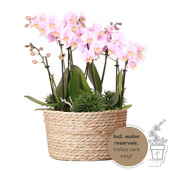 Roze Plantenset in Reed Basket inclusief Waterreservoir