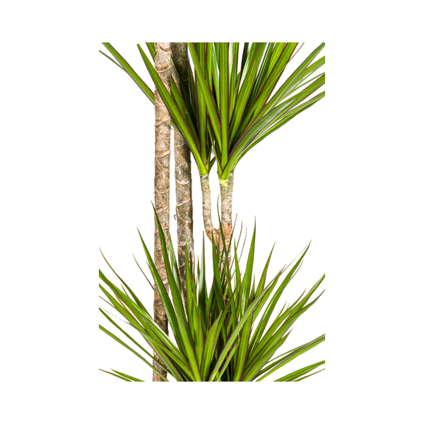 Dracaena Marginata Green zonder pot
