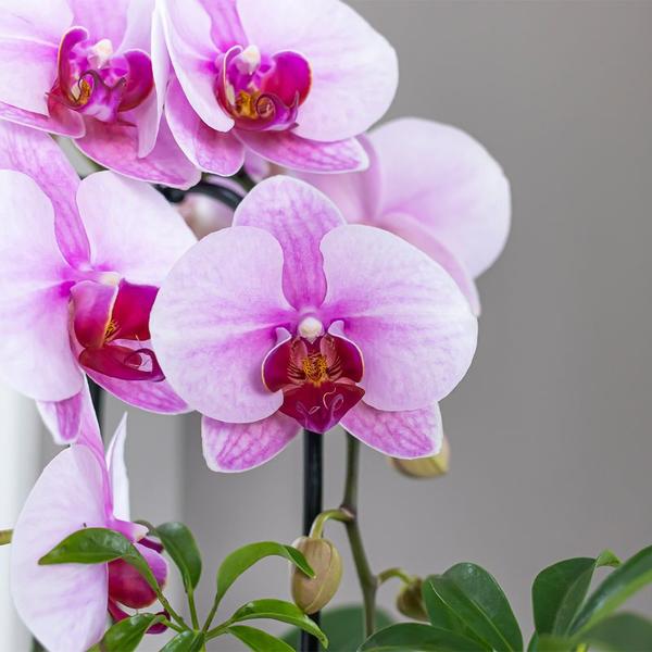Kolibri Orchids | roze Phalaenopsis orchidee - Niagara Fall - potmaat Ø9cm | bloeiende kamerplant - vers van de kweker
