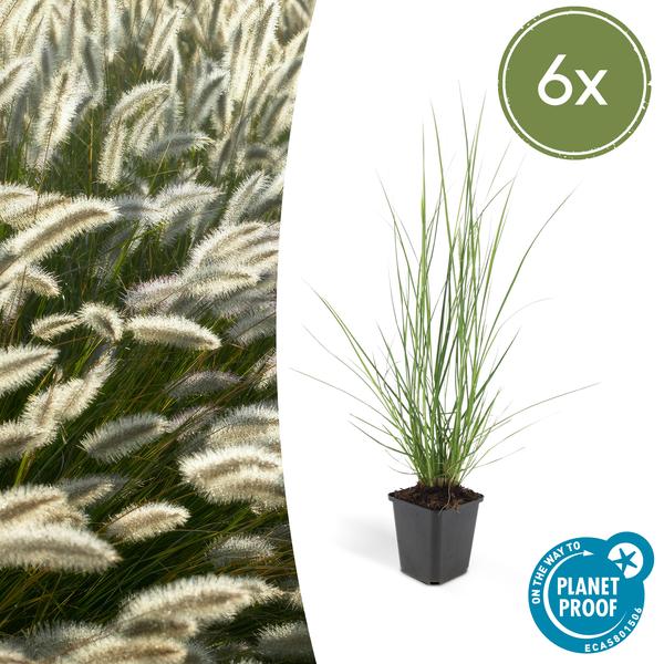 Pennisetum alopecuroides &