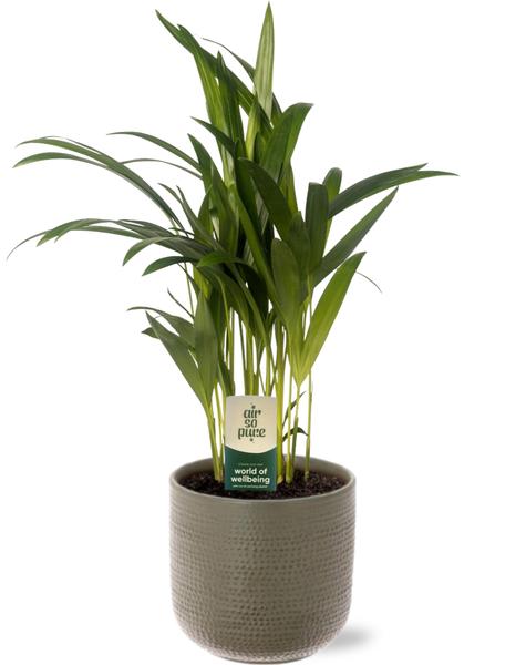 Dypsis Lutescens - Ø12cm - ↕40cm + Aresso Pot D13x12,5cm - Grijs Groen
