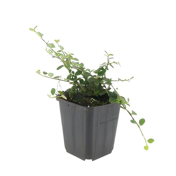 Cotoneaster pr. &