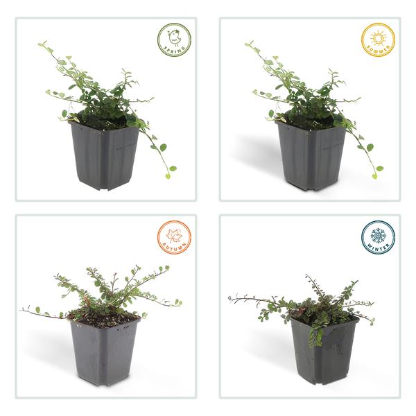 Cotoneaster pr. &