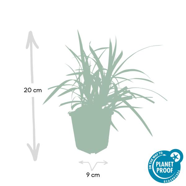 Carex morrowii &