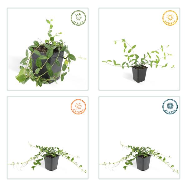 Vinca minor &