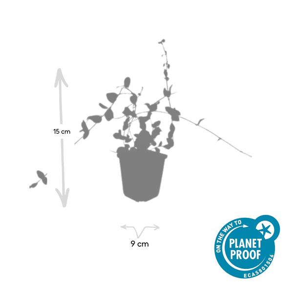 Vinca minor &