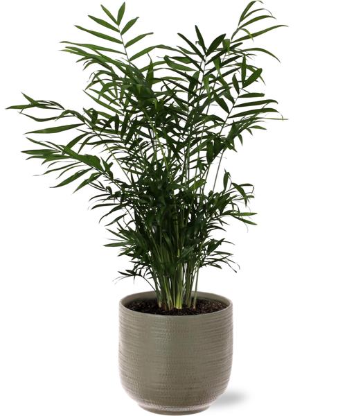 Chamaedorea Elegans - Ø17cm - ↕55cm + Aresso Pot D18x16,5cm - Grijs Groen