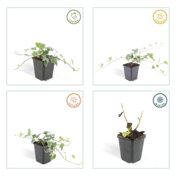 Hedera helix &