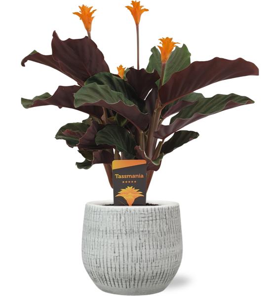 Calathea Crocata - Ø14cm - ↕40cm + Ryan Pot D15x13cm - Wit