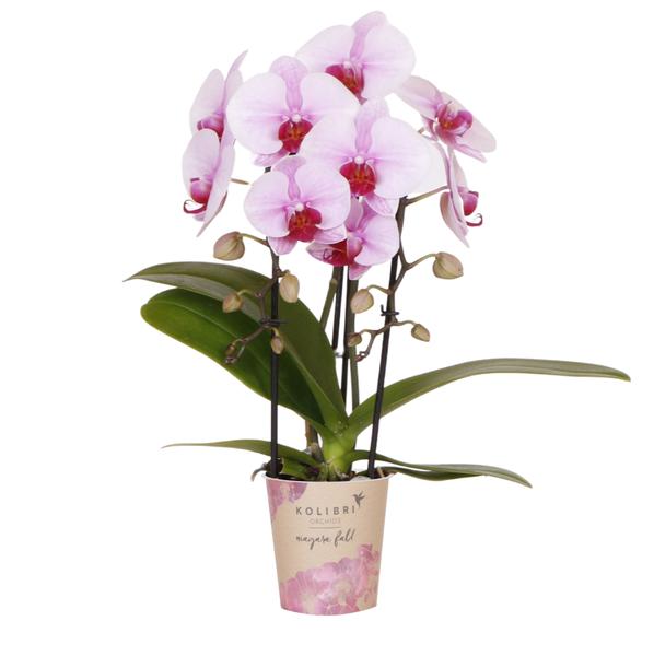 Kolibri Orchids | roze Phalaenopsis orchidee - Niagara Fall - potmaat Ø9cm | bloeiende kamerplant - vers van de kweker