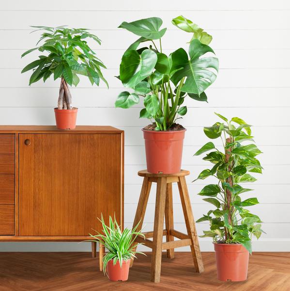 Easy care Plantenbox zonder sierpot
