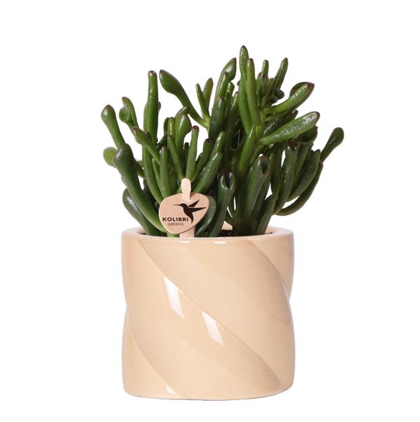 Crassula Hobbit in de Candy sierpot