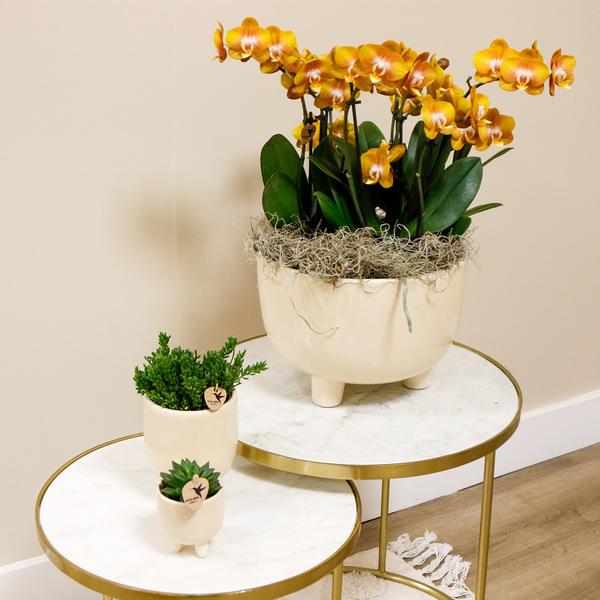 Mono Bouquet oranje in Gummy dish inclusief Waterreservoir
