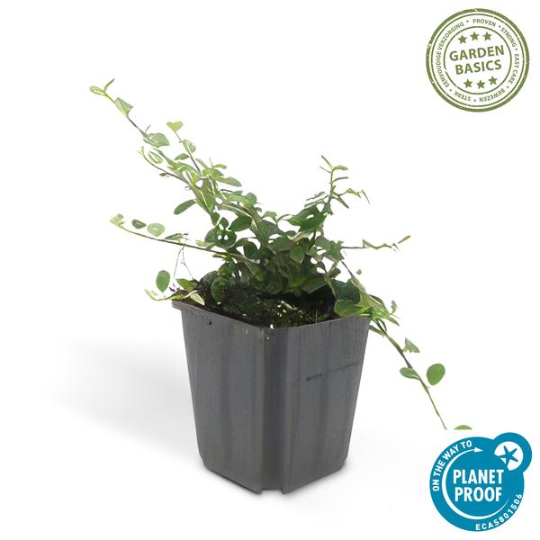 Cotoneaster pr. &